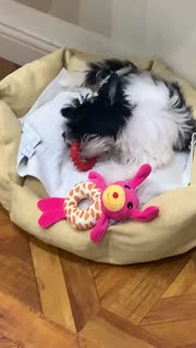 Video 1: Preview